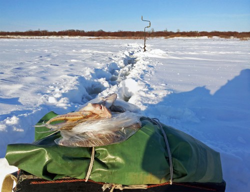 Ryb_21.01.2016-3.jpg
