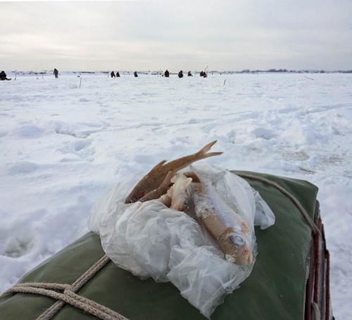Ryb_23.01.2016-3.jpg