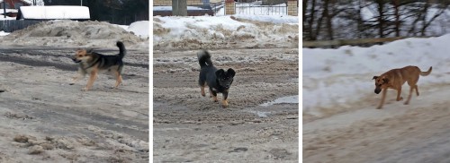 Ryb_31.01.2016-4.jpg