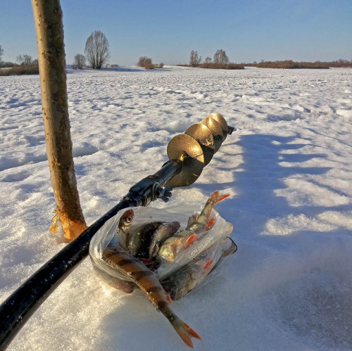 Ryb_08.02.2016-4.jpg