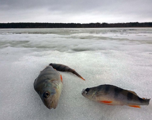 Ryb_16.02.2016-2.jpg