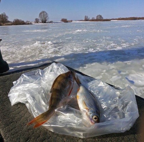 Ryb_20.02.2016-8.jpg
