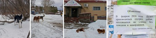 Ryb_23.02.2016-5.jpg