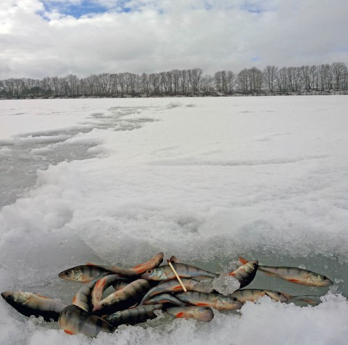 Ryb_26.02.2016-9.jpg