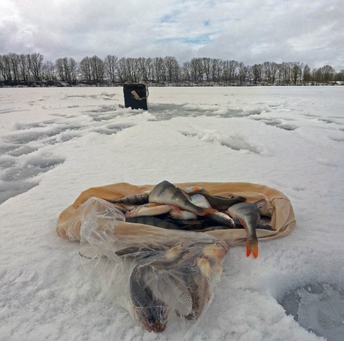 Ryb_26.02.2016-10.jpg
