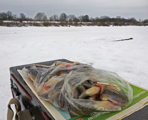 Ryb_01.03.2016-3.jpg