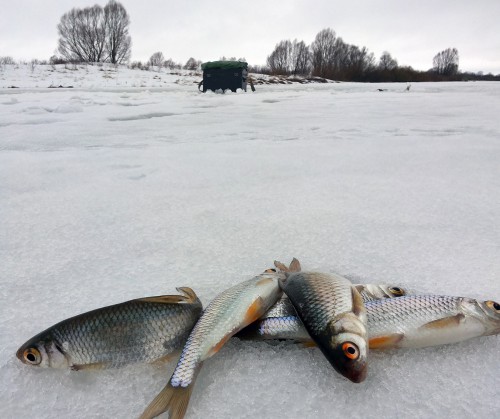 Ryb_03.03.2016-4.jpg