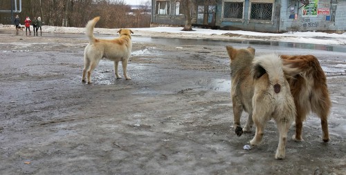Ryb_03.03.2016-5.jpg