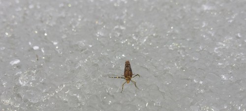 Ryb_09.03.2016-2.jpg