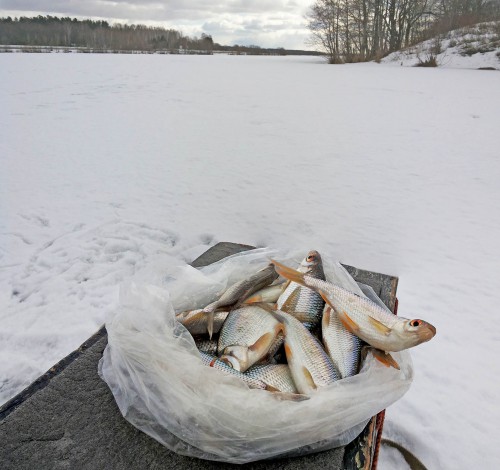 Ryb_19.03.2016-6.jpg