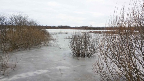 Ryb_29.03.2016-4.jpg