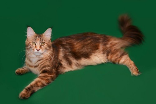 мама котят Xaviera Sanatacun