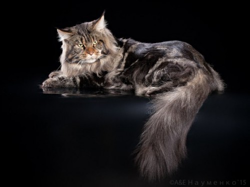 папа котят