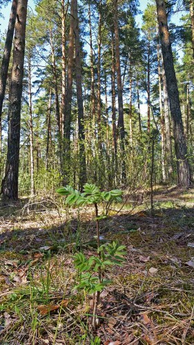 Les_29.04.2016-1.jpg