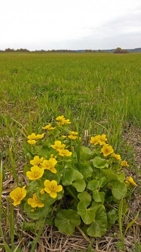Les_02.05.2016-1.jpg