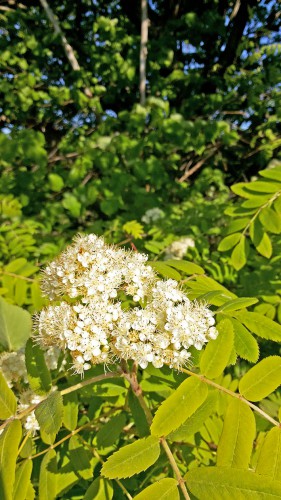 Les_18.05.2016-1.jpg