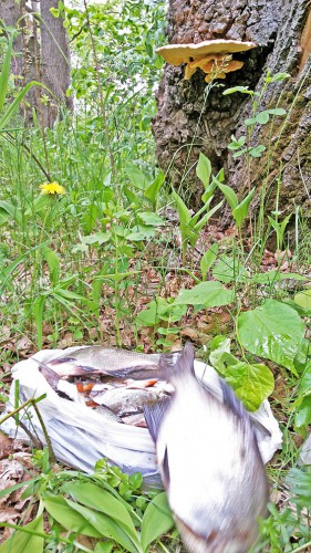 Les_18.05.2016-3.jpg