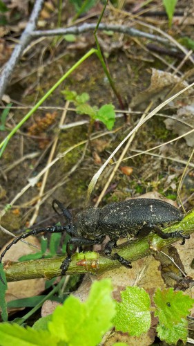 Les_19.05.2016-3.jpg