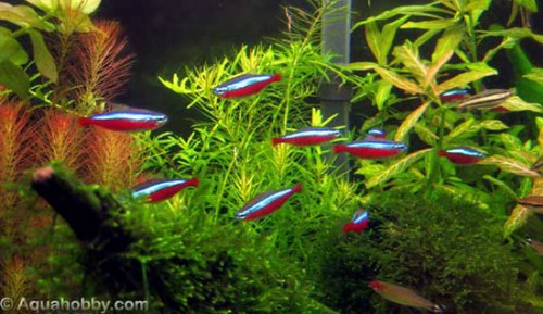 paracheirodon_axelrodi_st_naturalist[1].jpg