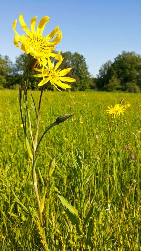 Les_01.06.2016-2.jpg