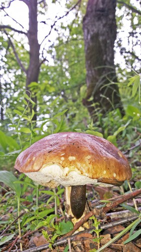 Les_11.06.2016-2.jpg