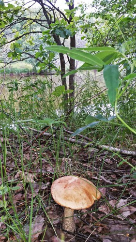 Les_16.06.2016-2.jpg