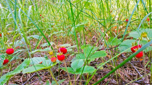 Les_18.06.2016-4.jpg