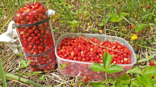 Les_19.06.2016-2.jpg