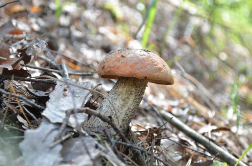 DSC_0079.JPG