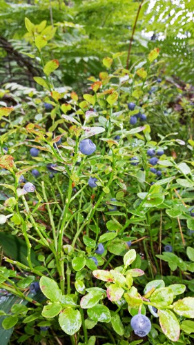 Les_08.07.2016-2.jpg