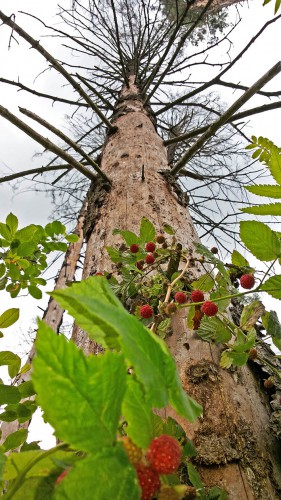 Les_08.07.2016-3.jpg