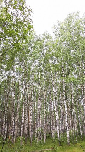 Les_09.07.2016-1.jpg