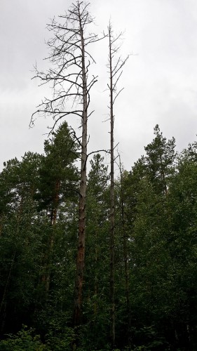 Les_09.07.2016-2.jpg