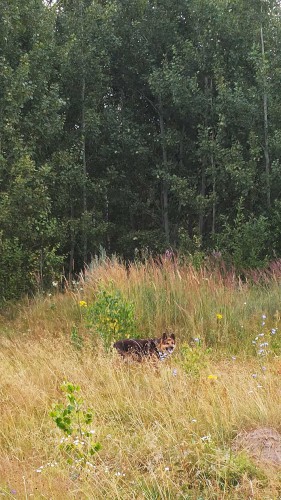 Les_20.07.2016-6.jpg