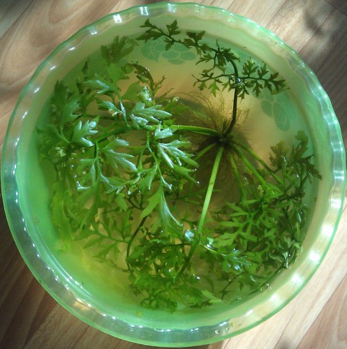 IMAG2716.jpg