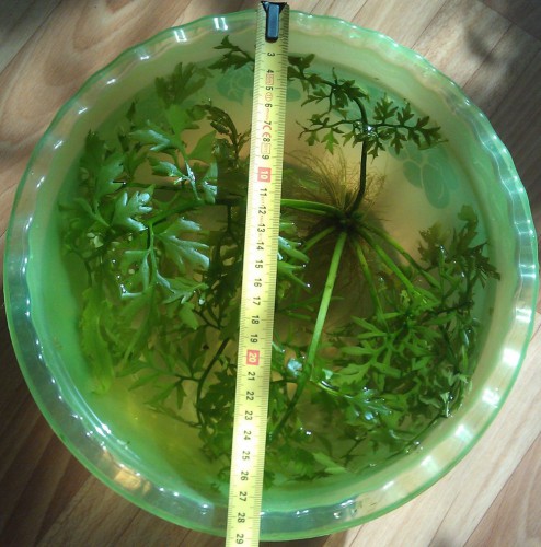 IMAG2717.jpg