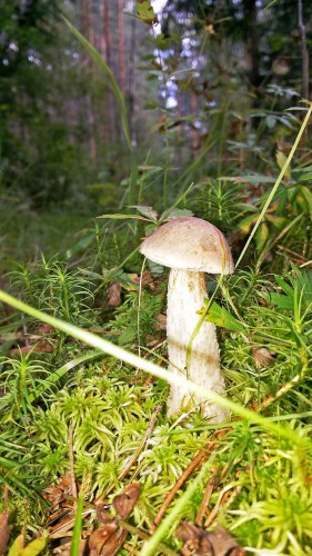 Les_30.07.2016-1.jpg
