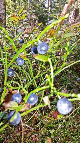Les_05.08.2016-1.jpg