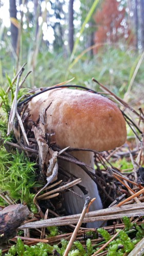 Les_20.08.2016-1.jpg