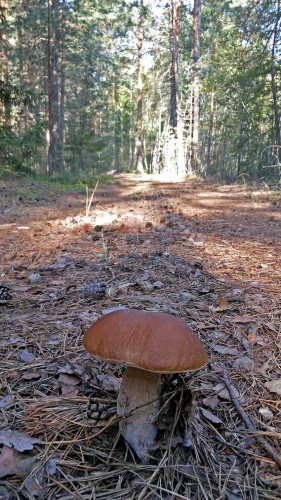 Les_23.08.2016-3.jpg