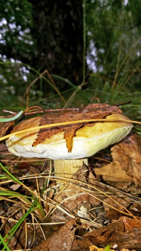 Les_25.08.2016-1.jpg