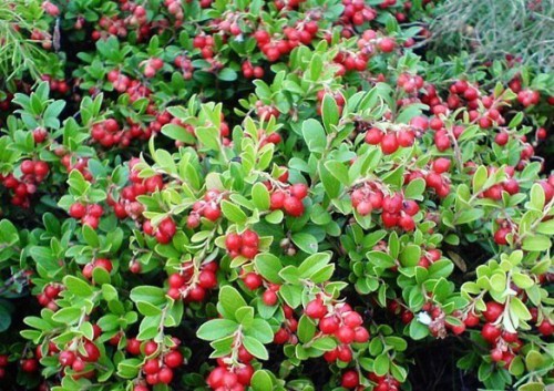 image (13).jpg