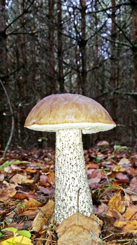 Les_20.09.2016-2.jpg