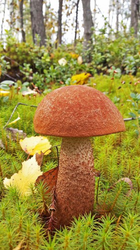 Les_23.09.2016-2.jpg