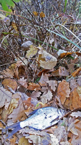 Les_06.10.2016-3.jpg