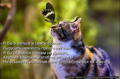 кот и бабочка.jpg
