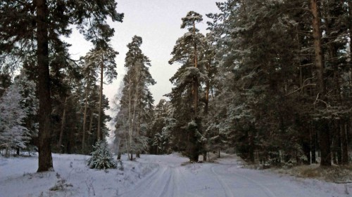 Ryb_29.11.2016-1.jpg