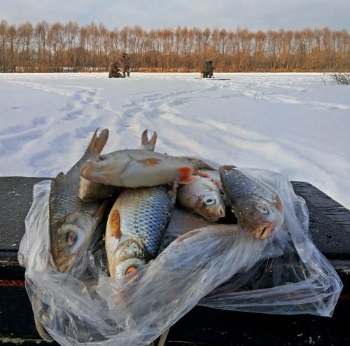 Ryb_12.12.2016-4.jpg