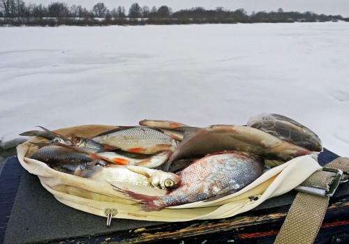 Ryb_26.12.2016-1.jpg