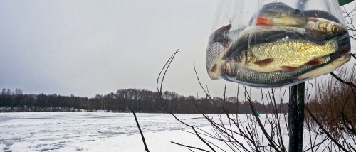 Ryb_02.01.2017-3.jpg